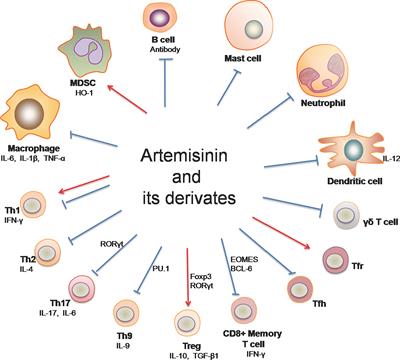 Immunoregulation by Artemisinin and Its Derivatives: A New Role for Old Antimalarial Drugs